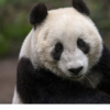 大熊猫可能返回圣地亚哥动物园的程序开始