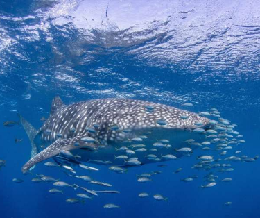 尖端追踪技术证明澳大利亚鲸鲨旅游业领先世界