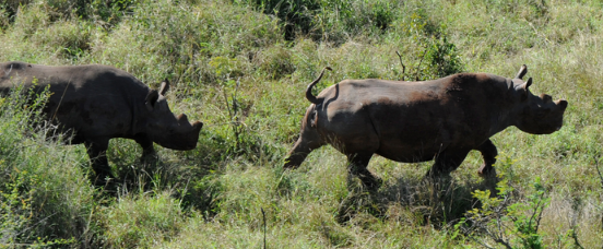 南非5个最大的野生动物保护区